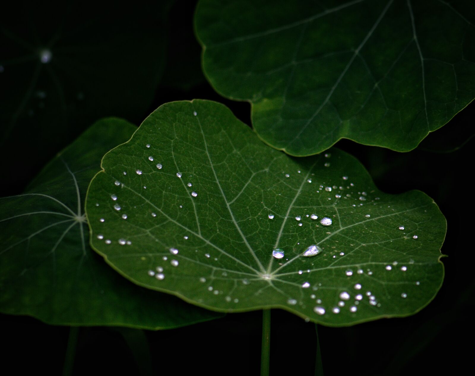 Nikon D3300 sample photo. Dewdrops, leaves, leaf photography