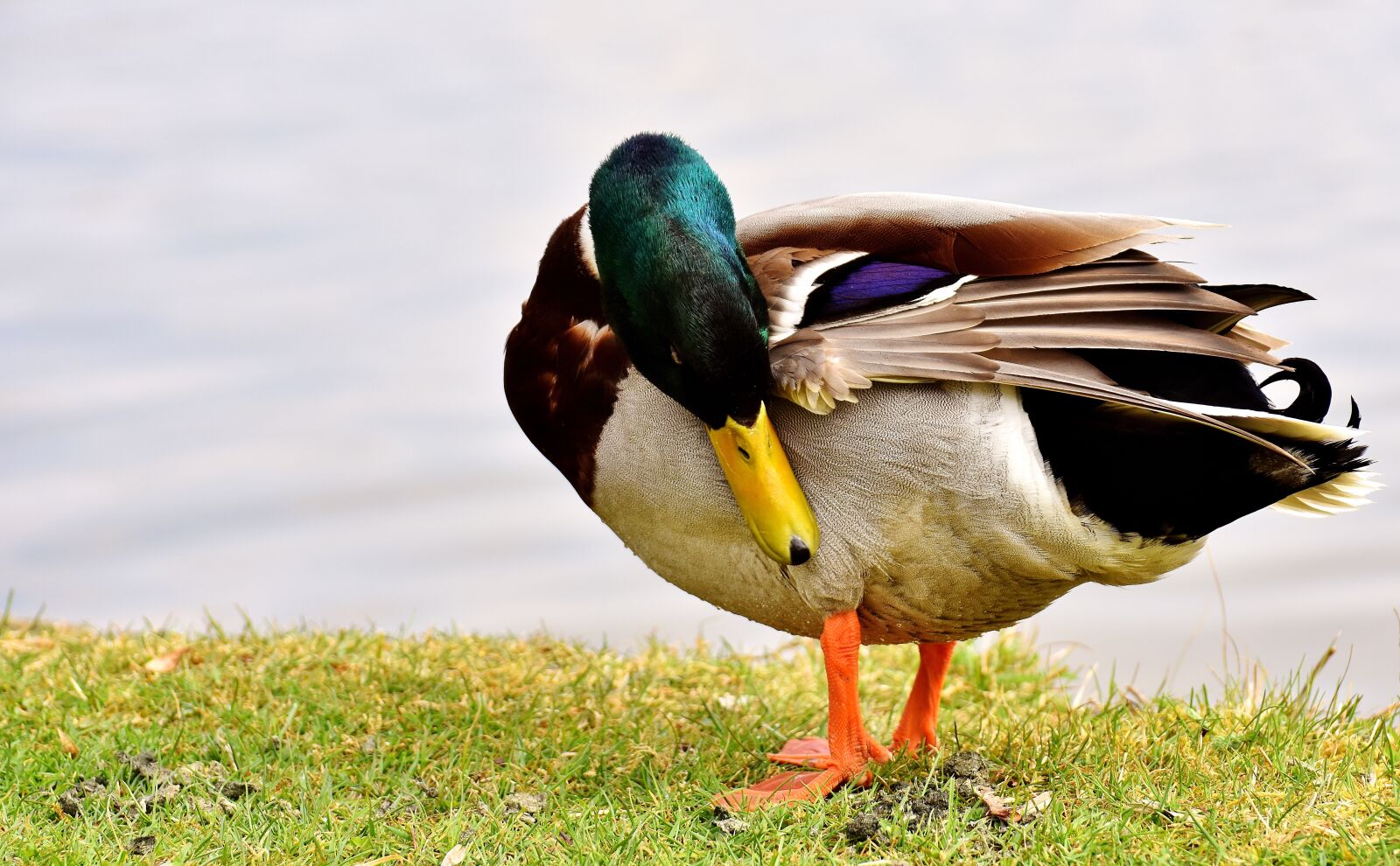 Nikon D7200 sample photo. Duck, mallard, drake photography