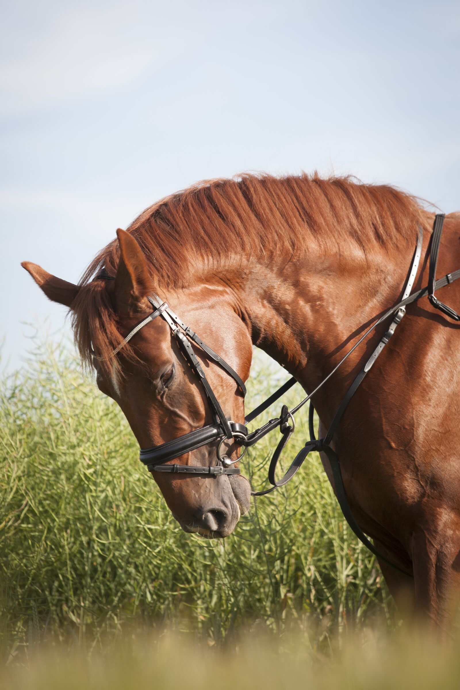 Canon EOS 5D + Canon EF 70-200mm F2.8L USM sample photo. Horse, rusty, mane photography