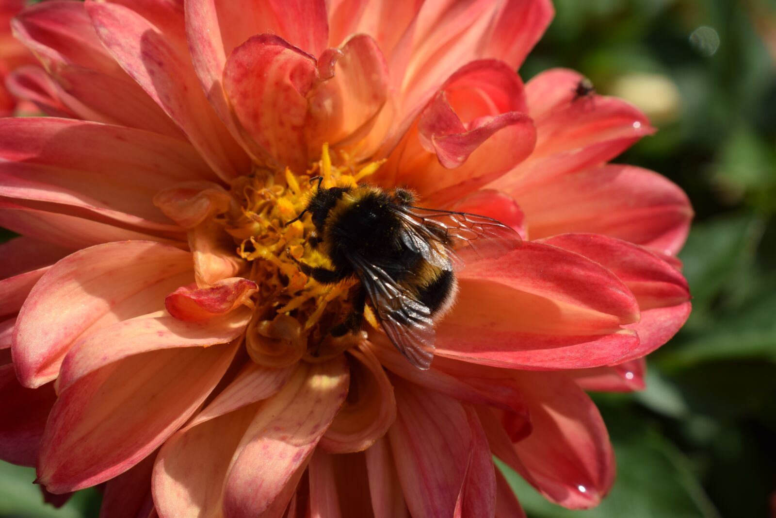 Nikon D3300 sample photo. Dahlia, flower, dalia photography