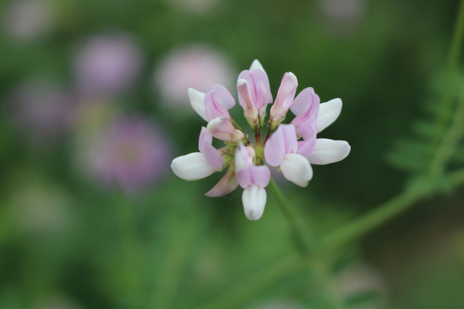 Canon EOS 750D (EOS Rebel T6i / EOS Kiss X8i) sample photo. Nature, flower, plant photography