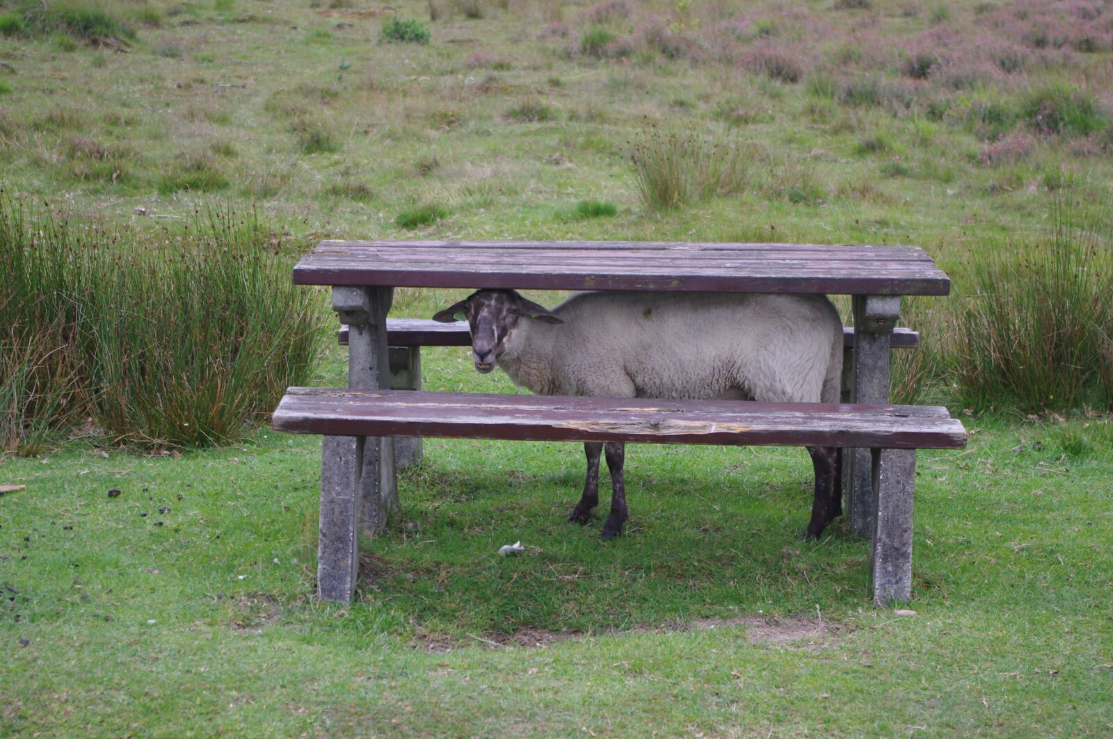 Pentax K-r sample photo. Sheep, picnic, picnic table photography