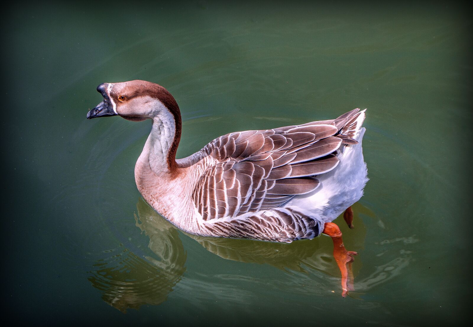 Sony a6000 + Sony E PZ 18-105mm F4 G OSS sample photo. Goose african, animal, water photography