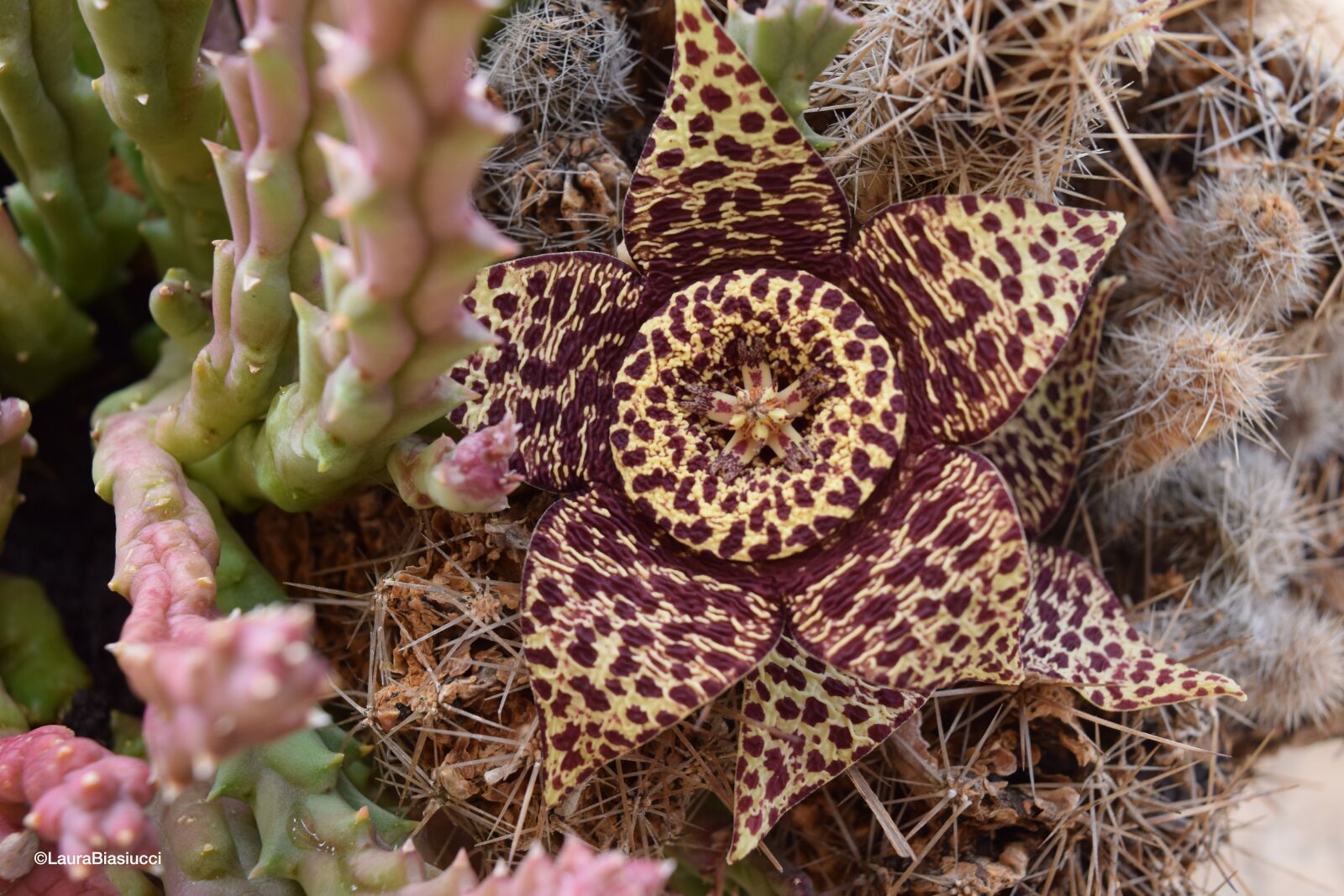 Nikon D3300 sample photo. Stapelia, succulent plant, flowers photography