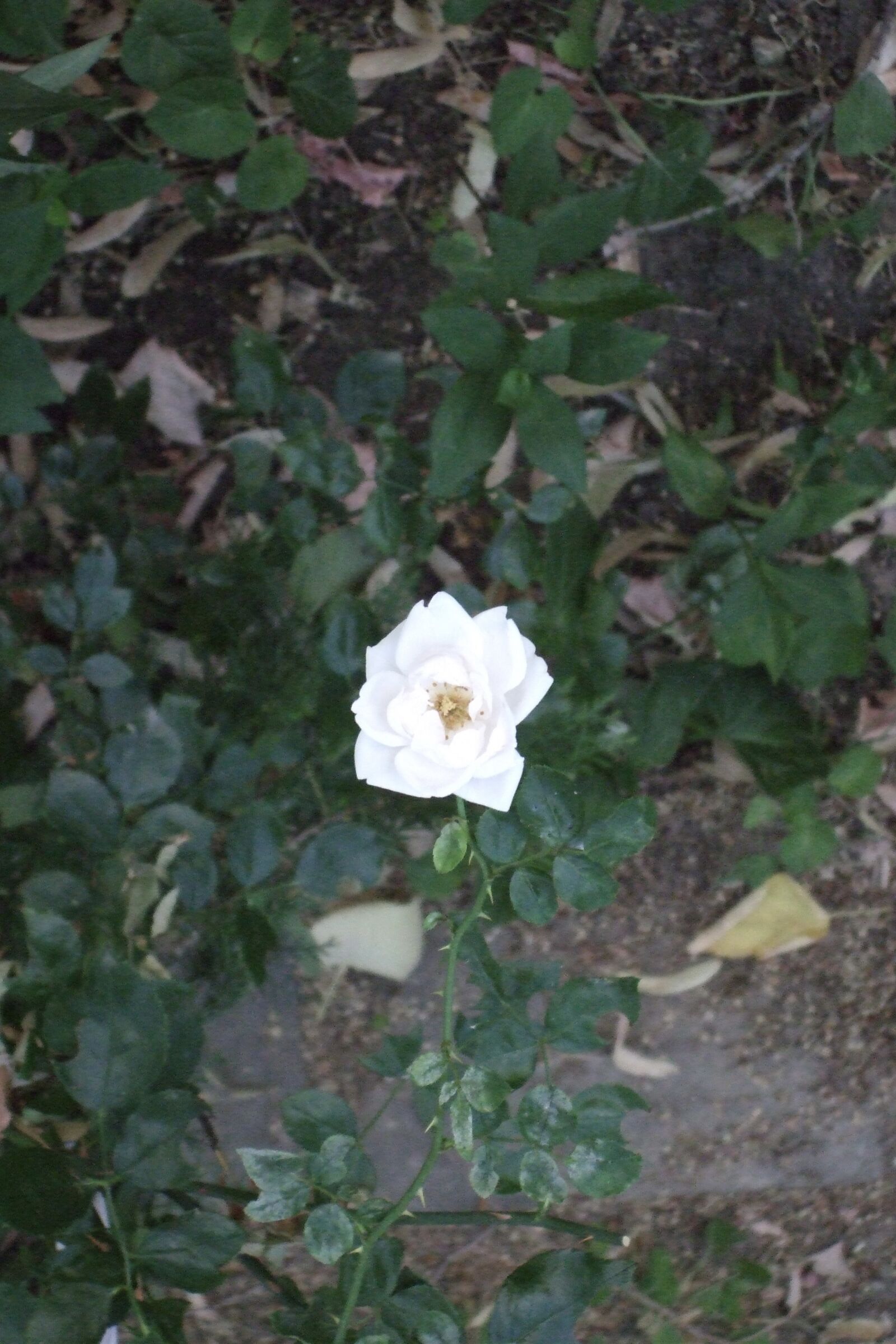 Fujifilm FinePix F50fd sample photo