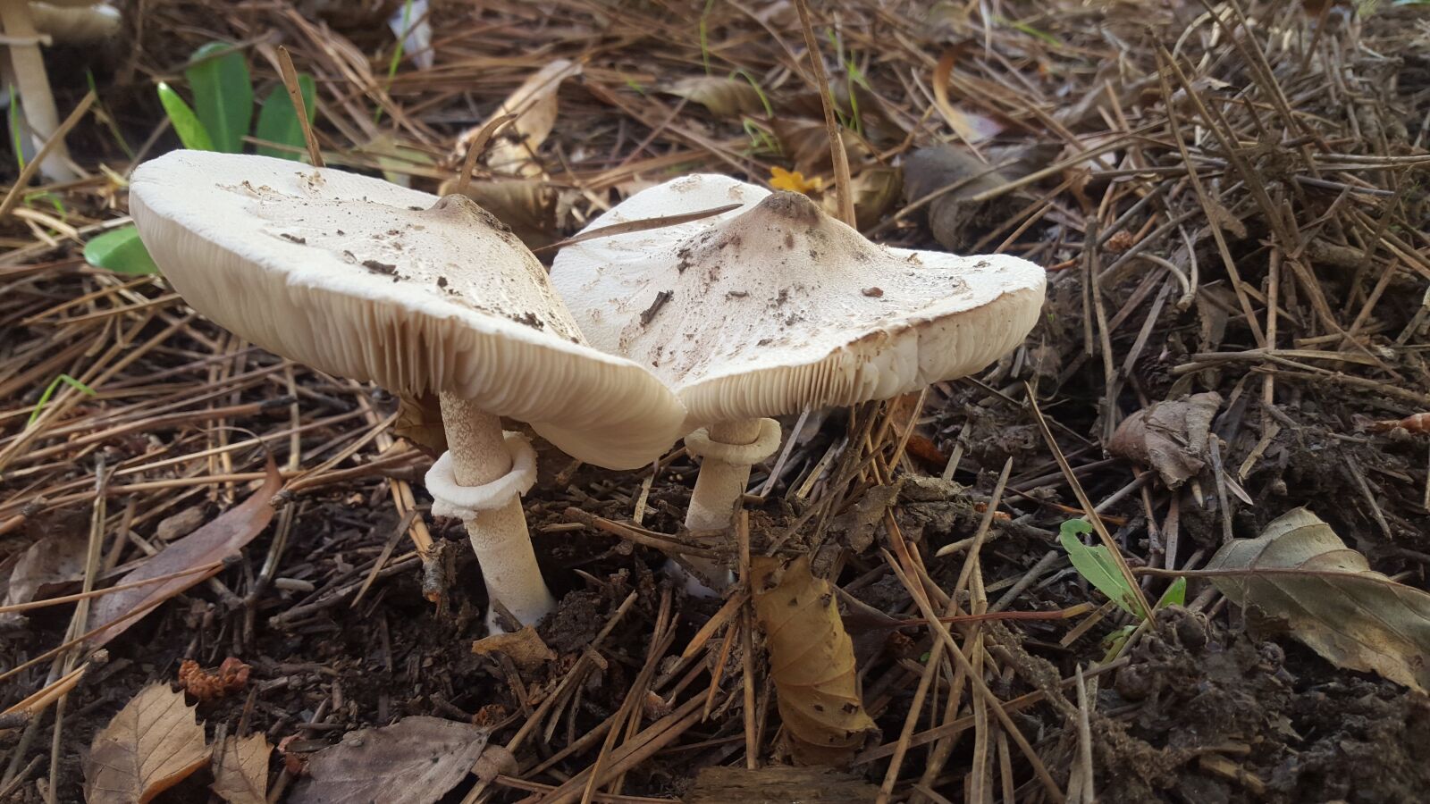 Samsung Galaxy S6 sample photo. Mushrooms, forest, autumn photography