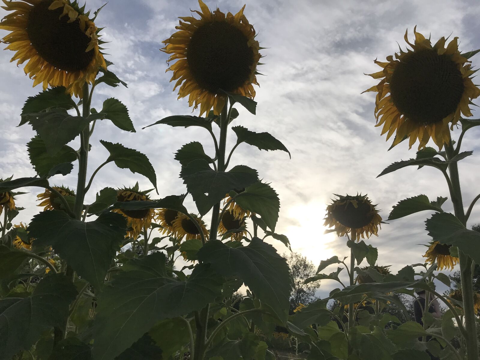 iPhone 7 back camera 3.99mm f/1.8 sample photo. Sunflowers, field, yellow photography