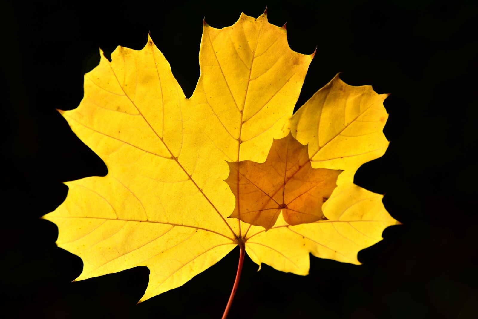 Nikon D750 sample photo. Maple, leaf, autumn photography
