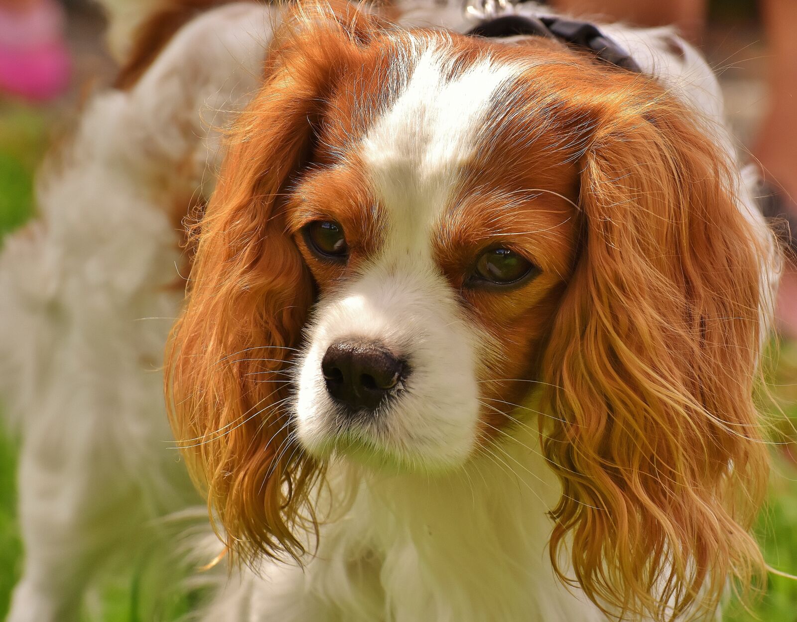 Nikon D7200 sample photo. Dog, cavalier king charles photography