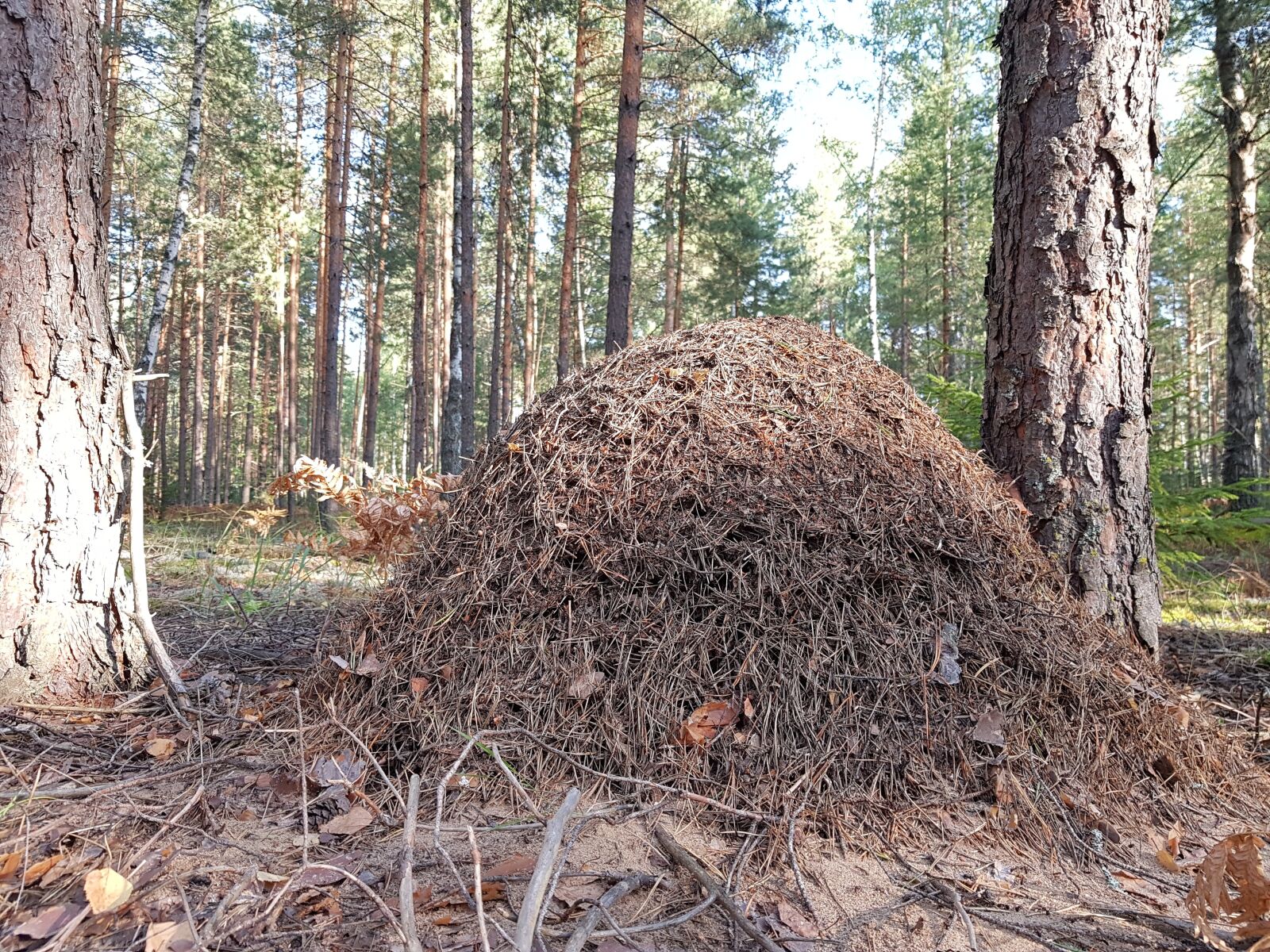 Samsung Galaxy S7 sample photo. Anthill, forest, nature photography