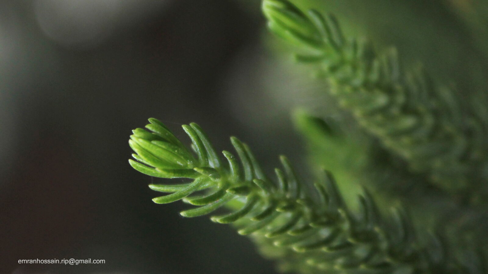 Canon EOS 1100D (EOS Rebel T3 / EOS Kiss X50) sample photo. Nature, nice, wallpaper photography