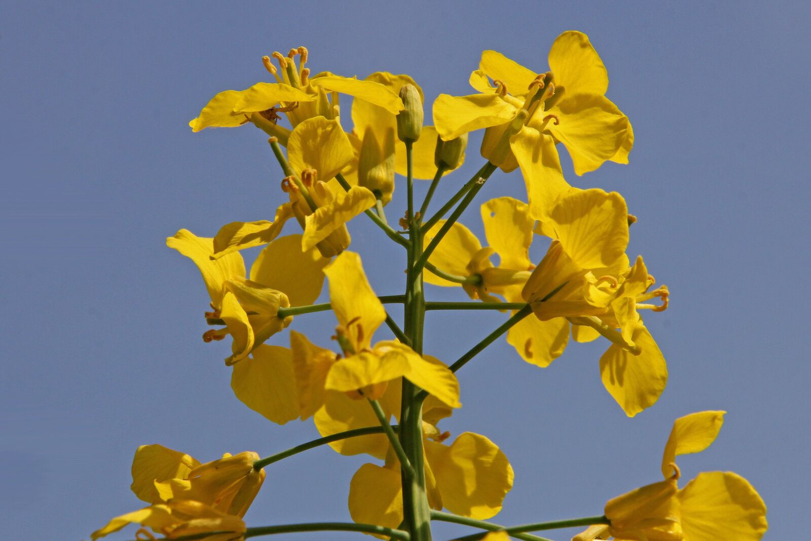 Canon EOS 60D sample photo. Flower, plant, nature photography