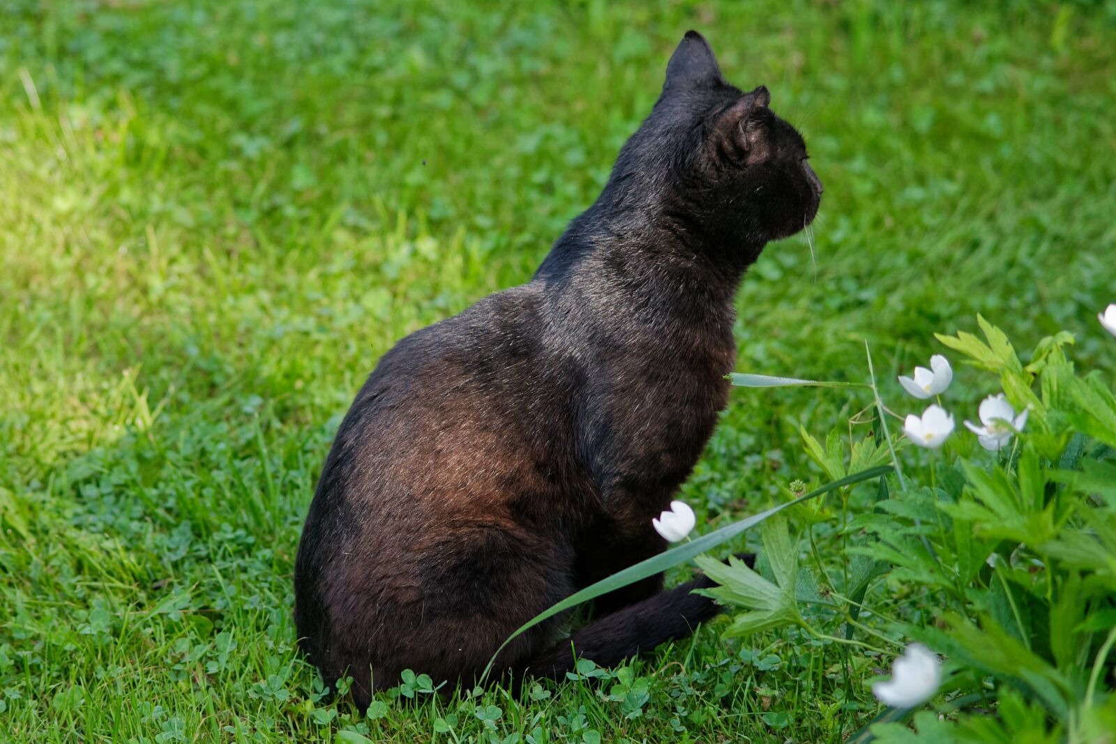 Canon EOS 1100D (EOS Rebel T3 / EOS Kiss X50) sample photo. Cat, black, portrait photography