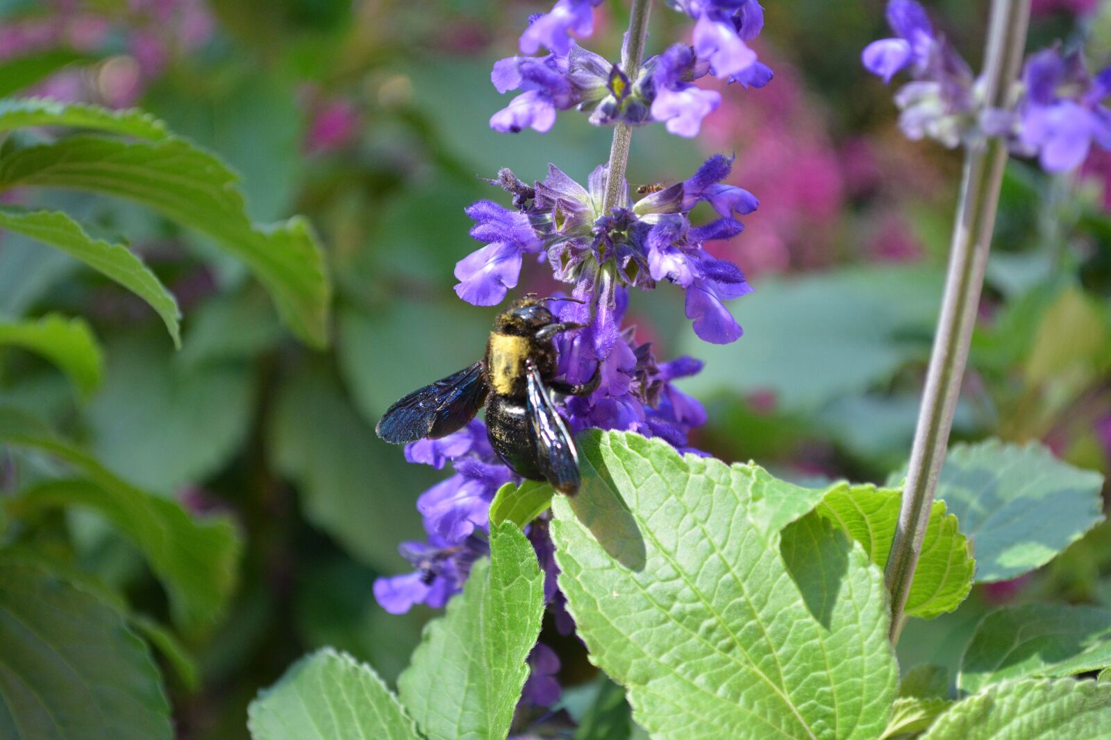 Nikon D5200 sample photo. Bumblebee, flower, nectar photography