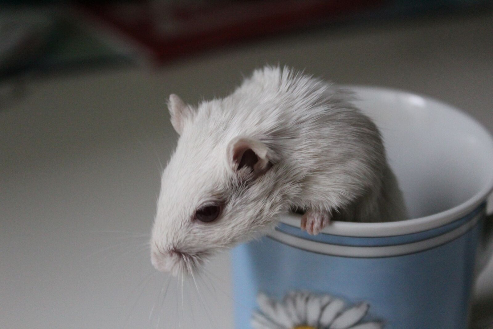 Canon EOS 600D (Rebel EOS T3i / EOS Kiss X5) sample photo. Racing mouse, cup, mouse photography