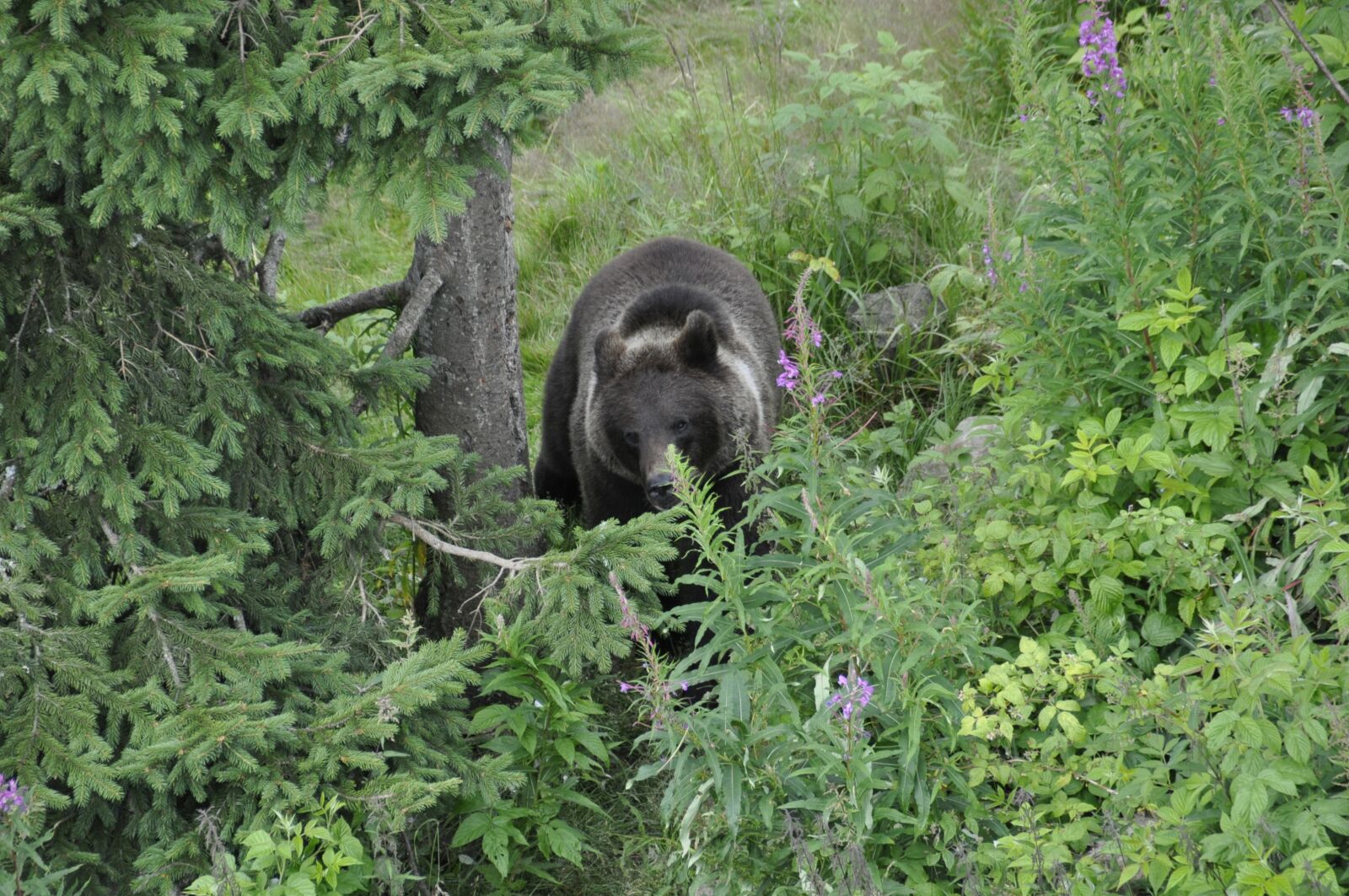 Nikon D5000 sample photo. Brown bear, grizzly, wood photography