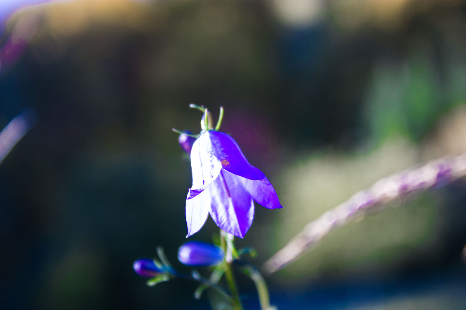 Canon EOS 600D (Rebel EOS T3i / EOS Kiss X5) sample photo. Autumn, bluebells, flower, nature photography