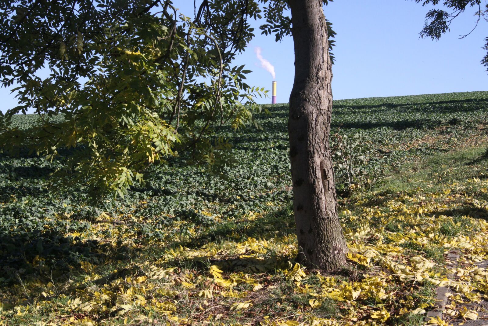 Canon EOS 50D sample photo. Autumn, burgstädt, chemnitz photography