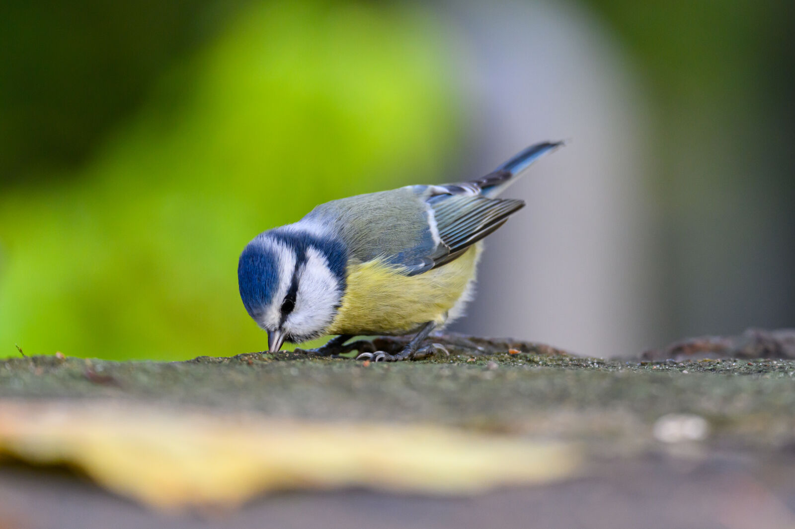 Nikon Z9 sample photo. Bird on the stone photography