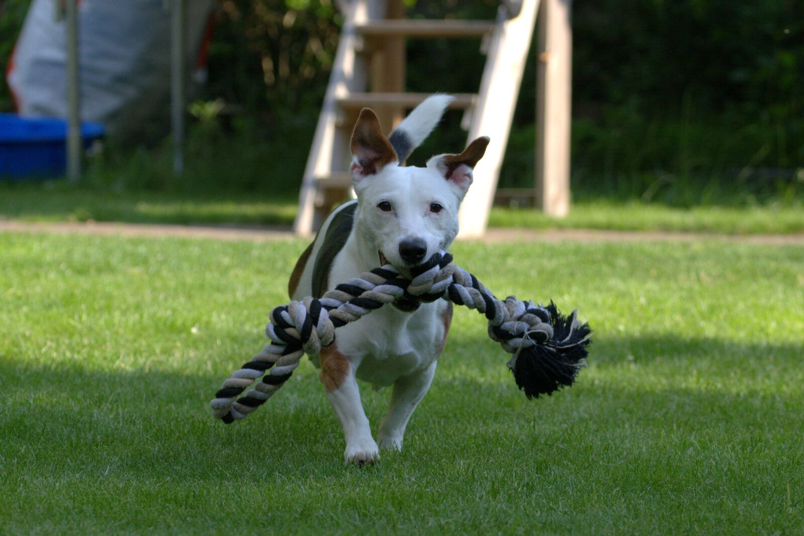 Nikon D5200 sample photo. Terrier, jack russell, animal photography