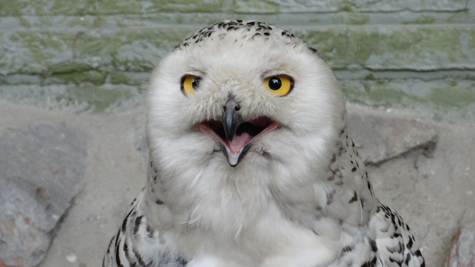 Sony Cyber-shot DSC-H70 sample photo. Snowy owl, owl, bird photography