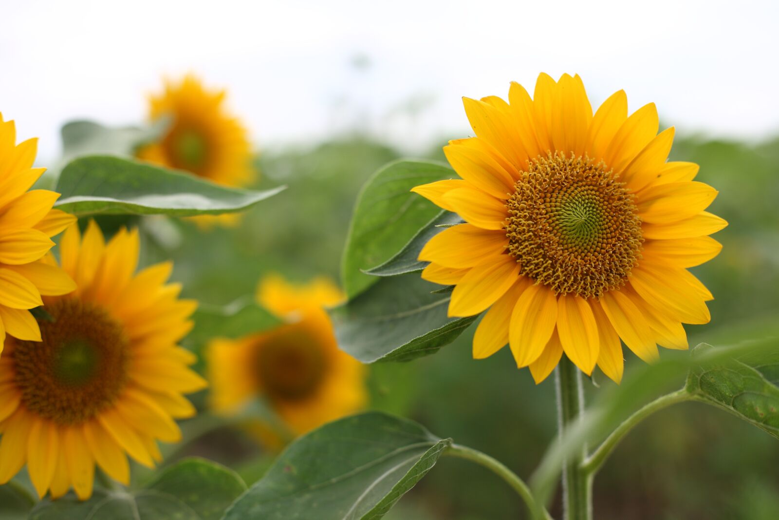 Canon EOS 5D sample photo. Sunflower, flower, yellow photography
