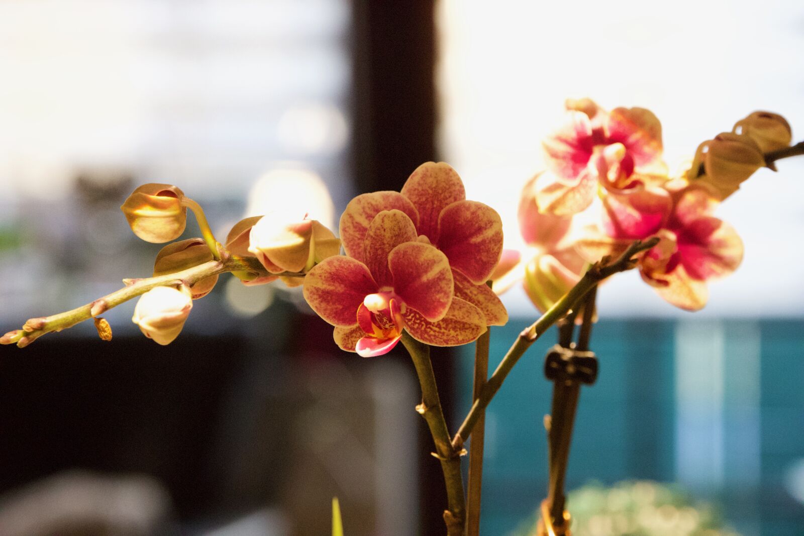 Canon EOS 6D Mark II sample photo. Flower, window sill, orchid photography
