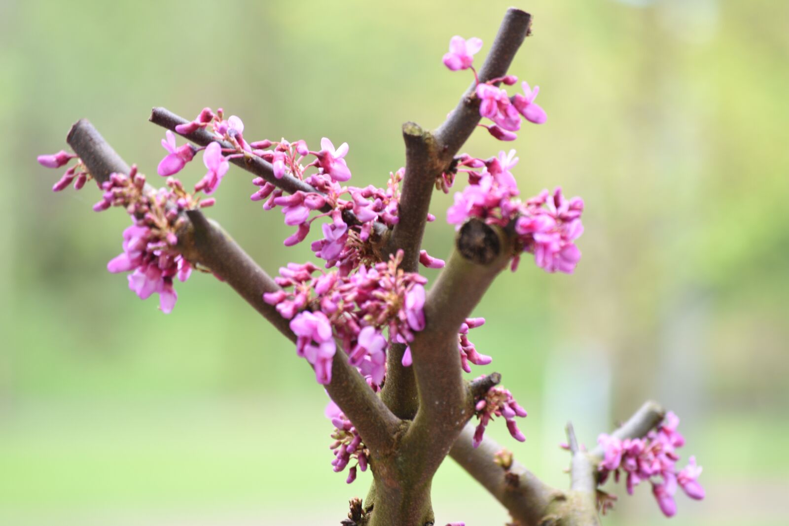 Nikon D3400 sample photo. Spring, flowers, flowering photography