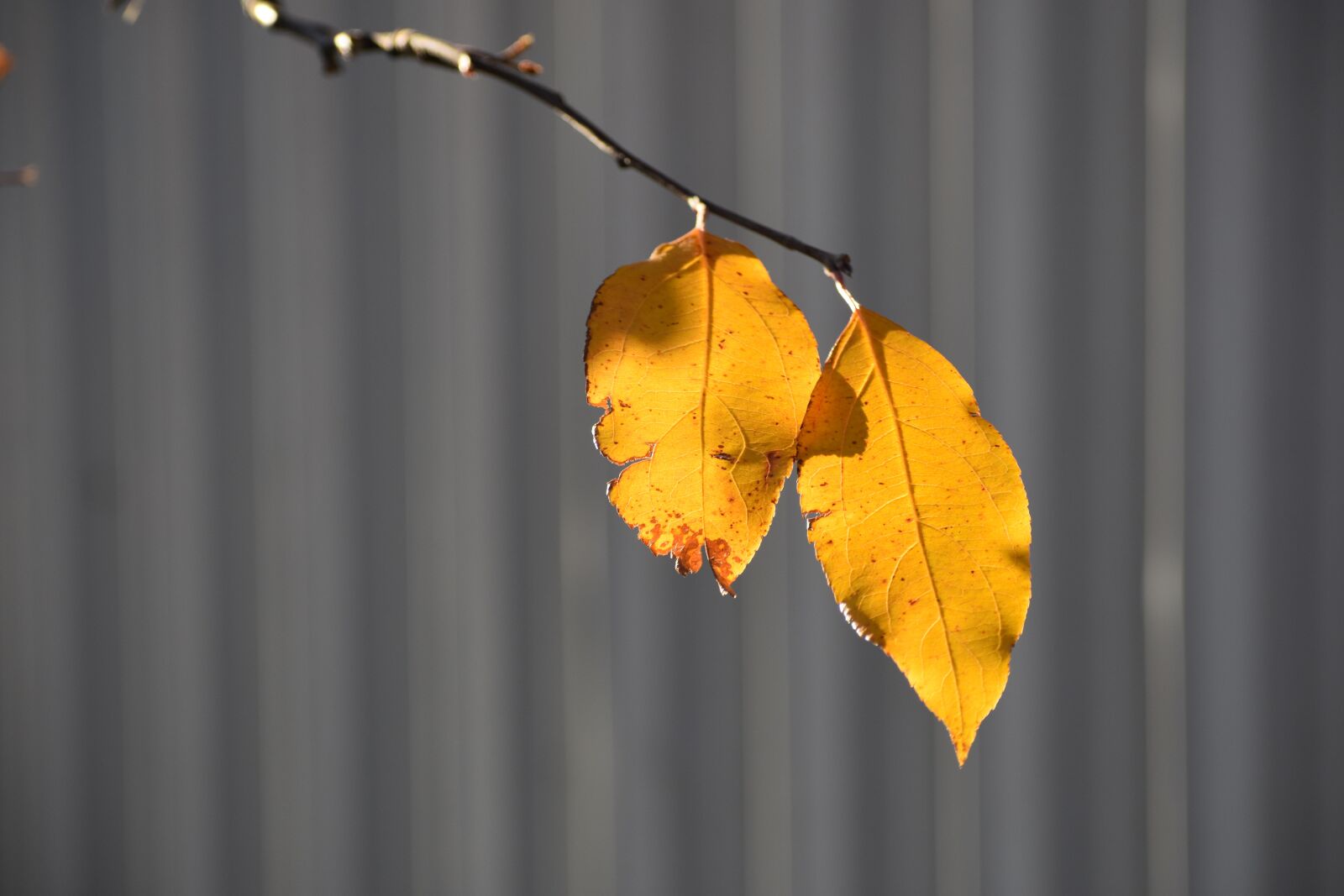 Nikon D3400 sample photo. Autumn, apple tree, branch photography