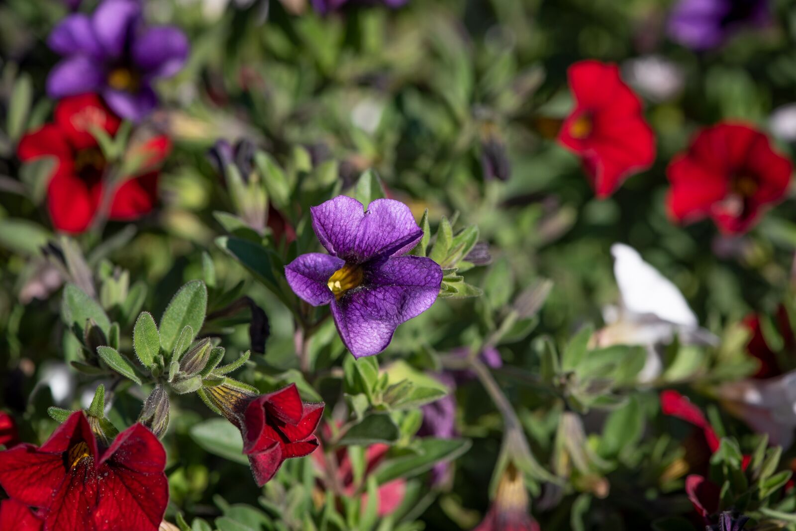 Nikon D750 sample photo. Flowers, colorful, garden photography