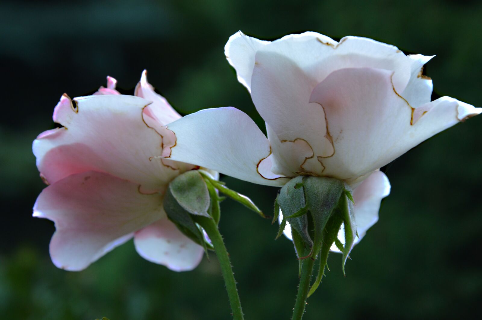 Nikon D3200 sample photo. Roses, flowers, old photography