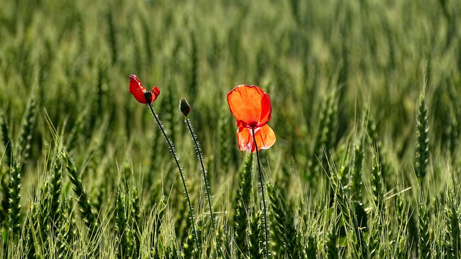 Sony DSC-HX400 sample photo. Field, wheat, red flowers photography