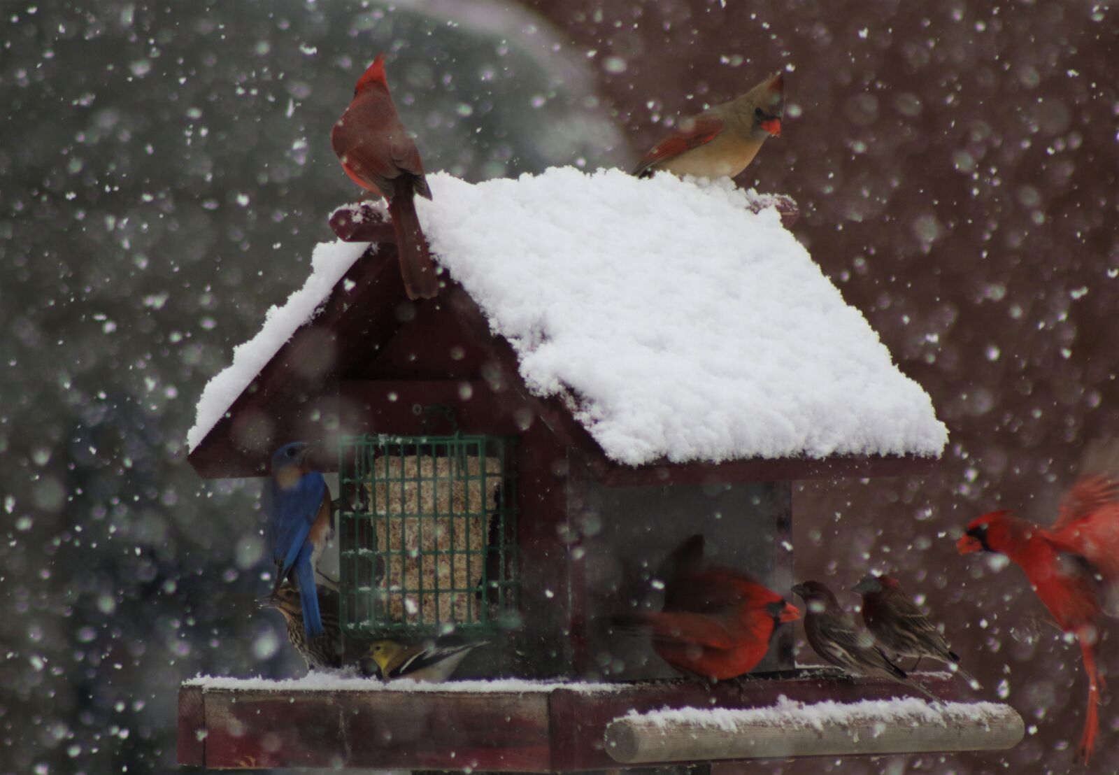 Canon EOS 7D Mark II sample photo. Snow, snowing, nature photography