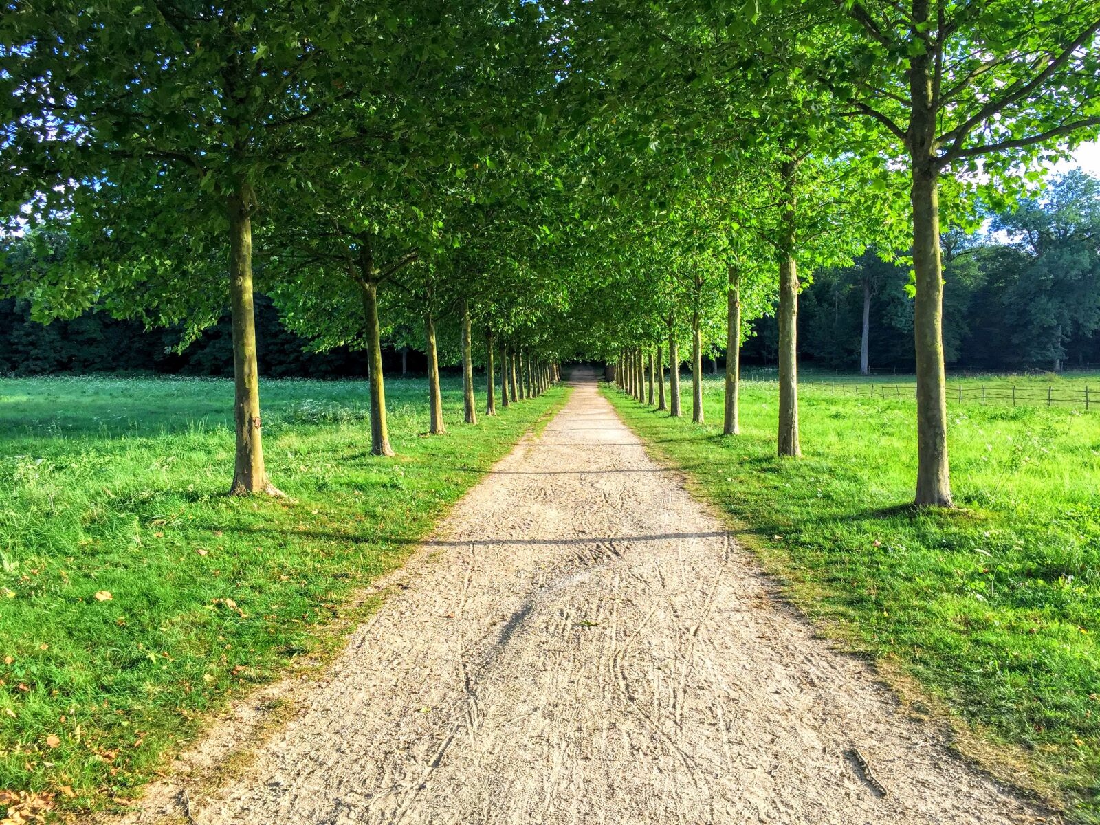 Apple iPhone 6 sample photo. Landscape, tree, allee photography
