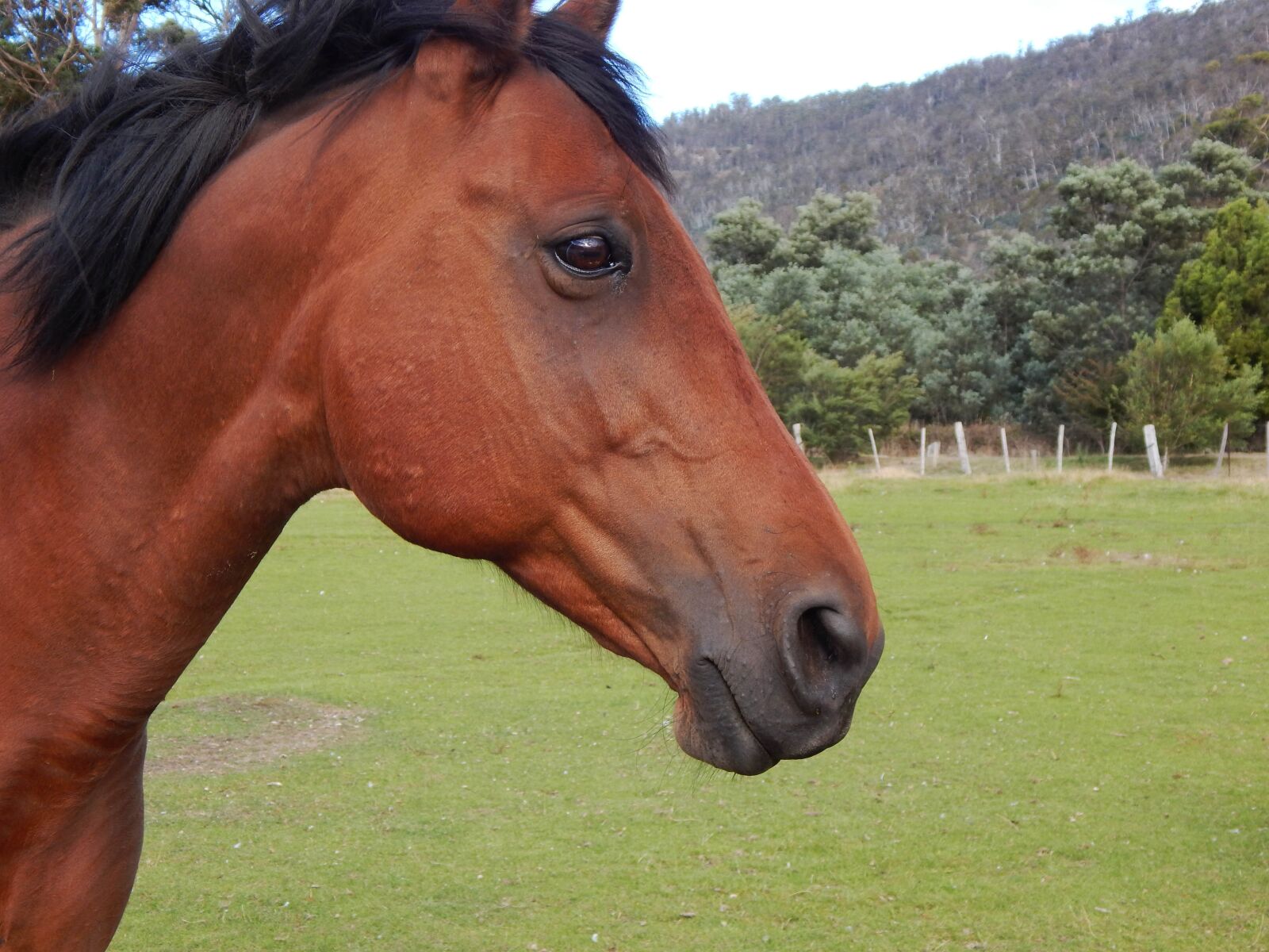 Nikon Coolpix L830 sample photo. Horse, bay horse, animal photography