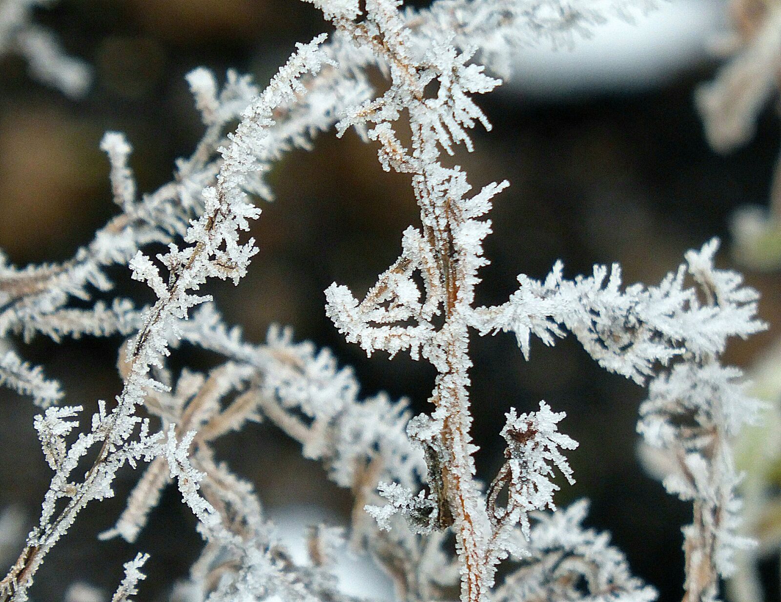 Panasonic DMC-TZ36 sample photo. Frost, winter, frozen photography