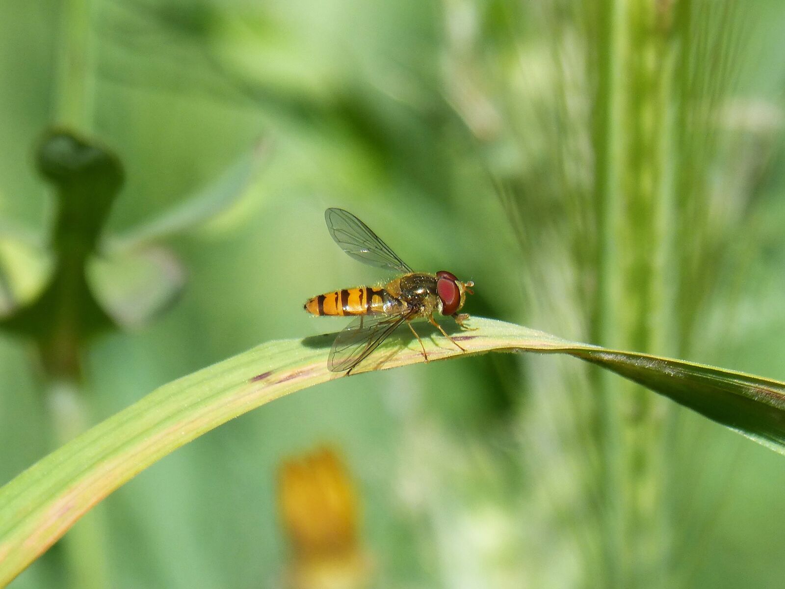 Panasonic DMC-FZ62 sample photo. Hoverfly, false bee, fly photography