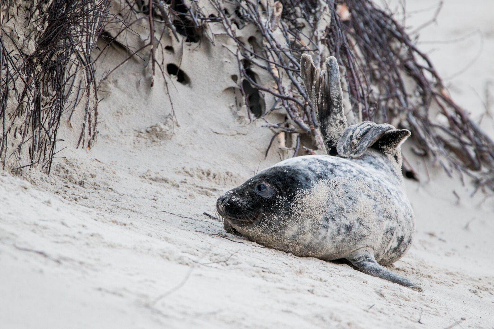 Canon EOS 70D + 150-600mm F5-6.3 DG OS HSM | Contemporary 015 sample photo. Robbe, grey seal, helgoland photography