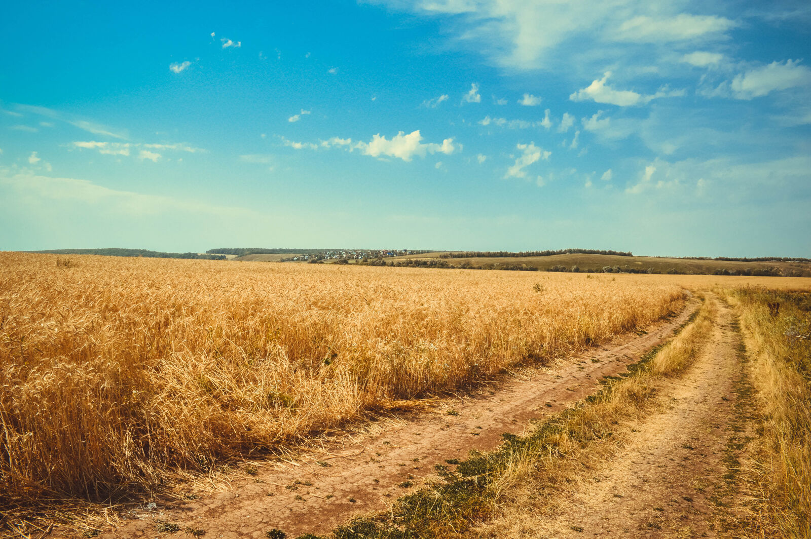 Nikon D3200 sample photo. Brown, wheat, field, under photography