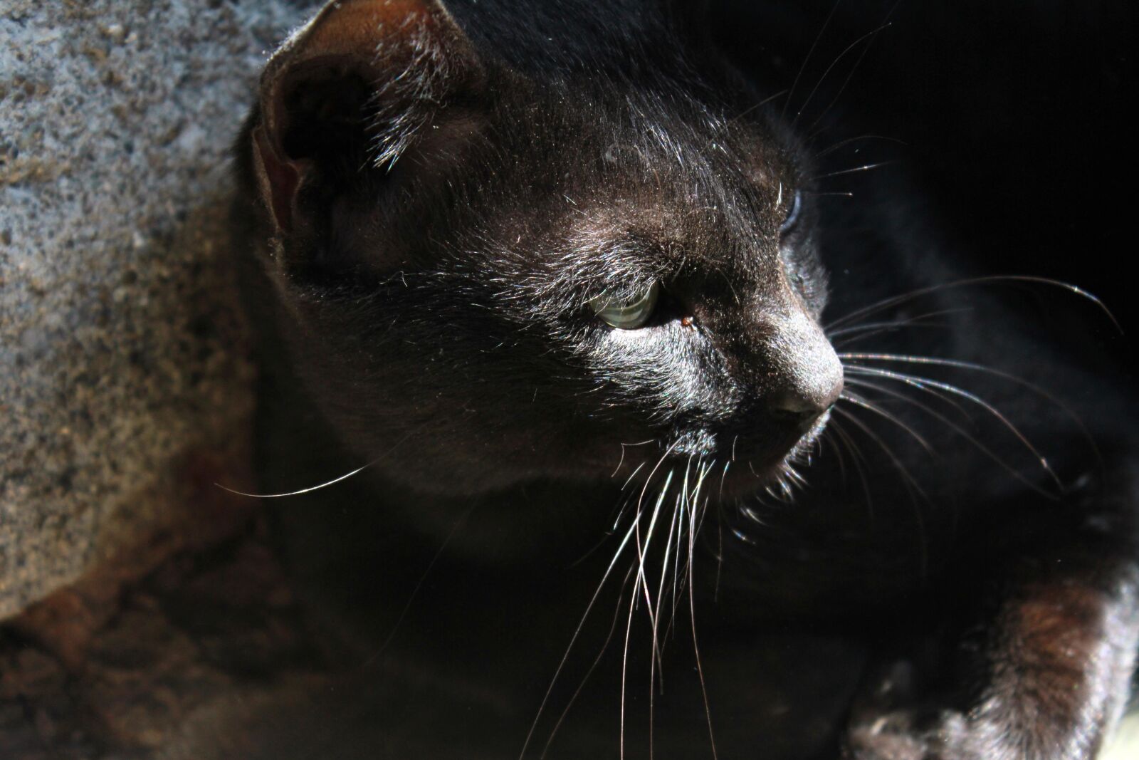 Canon EOS 600D (Rebel EOS T3i / EOS Kiss X5) sample photo. Black cat, animal, kitten photography