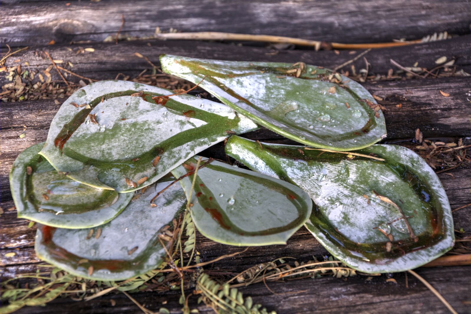 Nikon D5200 sample photo. Leaves, garden, green photography