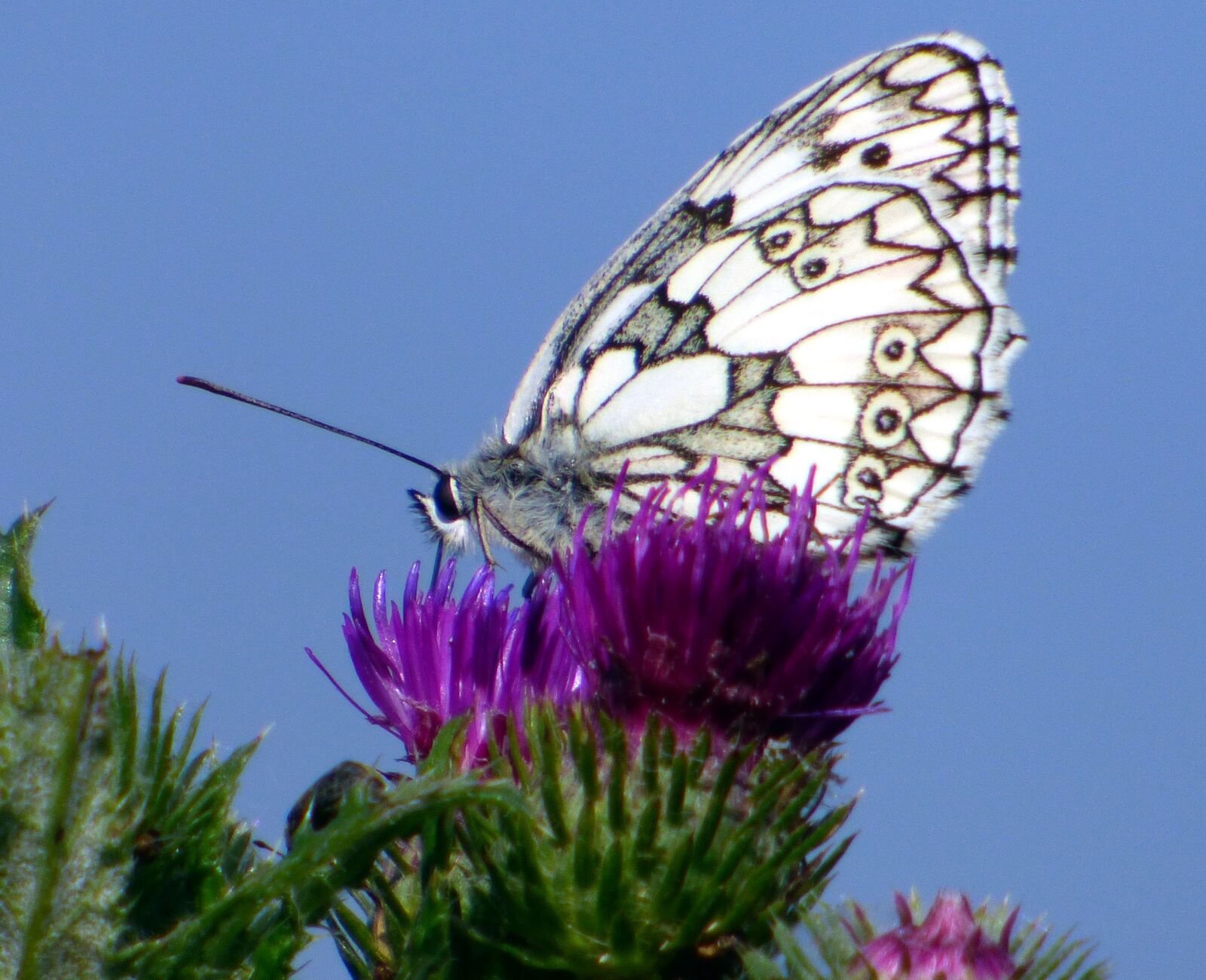 Panasonic DMC-FZ72 sample photo. Spring, butterfly, sky photography