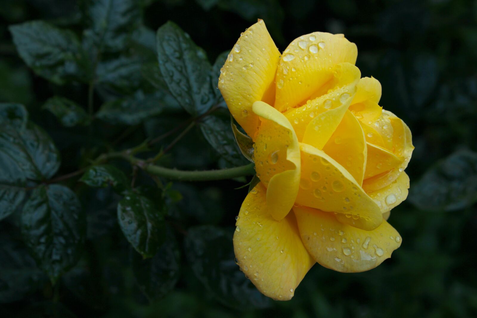 Canon EOS 2000D (EOS Rebel T7 / EOS Kiss X90 / EOS 1500D) sample photo. Yellow rose, wet, droplets photography