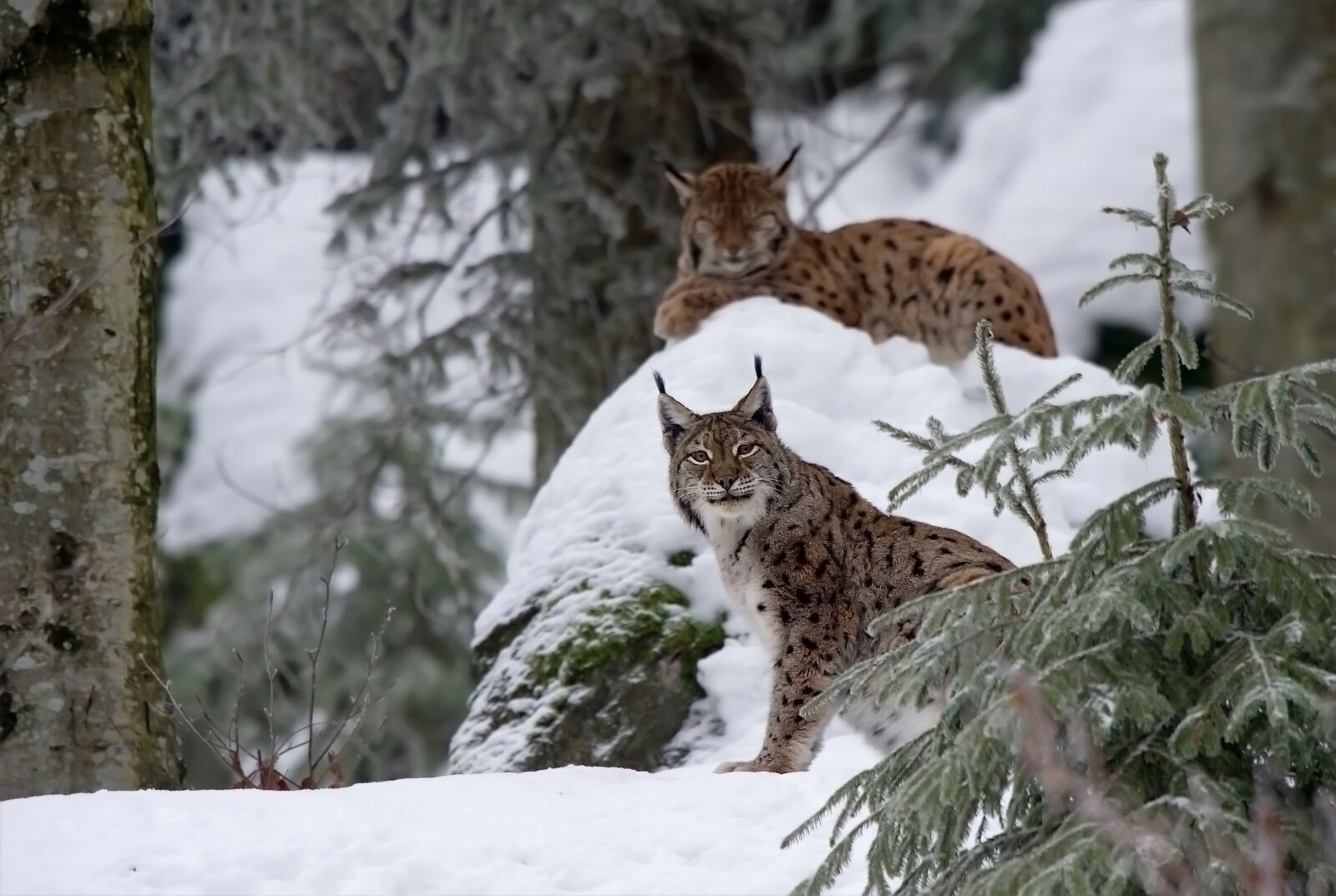 Nikon D3S sample photo. Lynx, cat, big cat photography