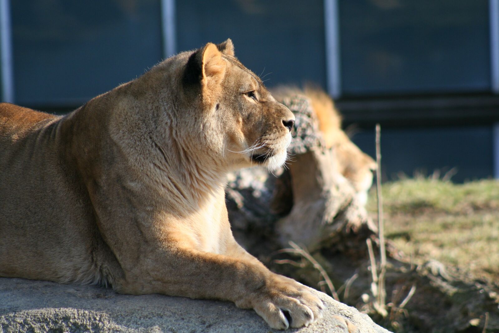 Canon EOS 350D (EOS Digital Rebel XT / EOS Kiss Digital N) sample photo. Lion, fur, animal photography