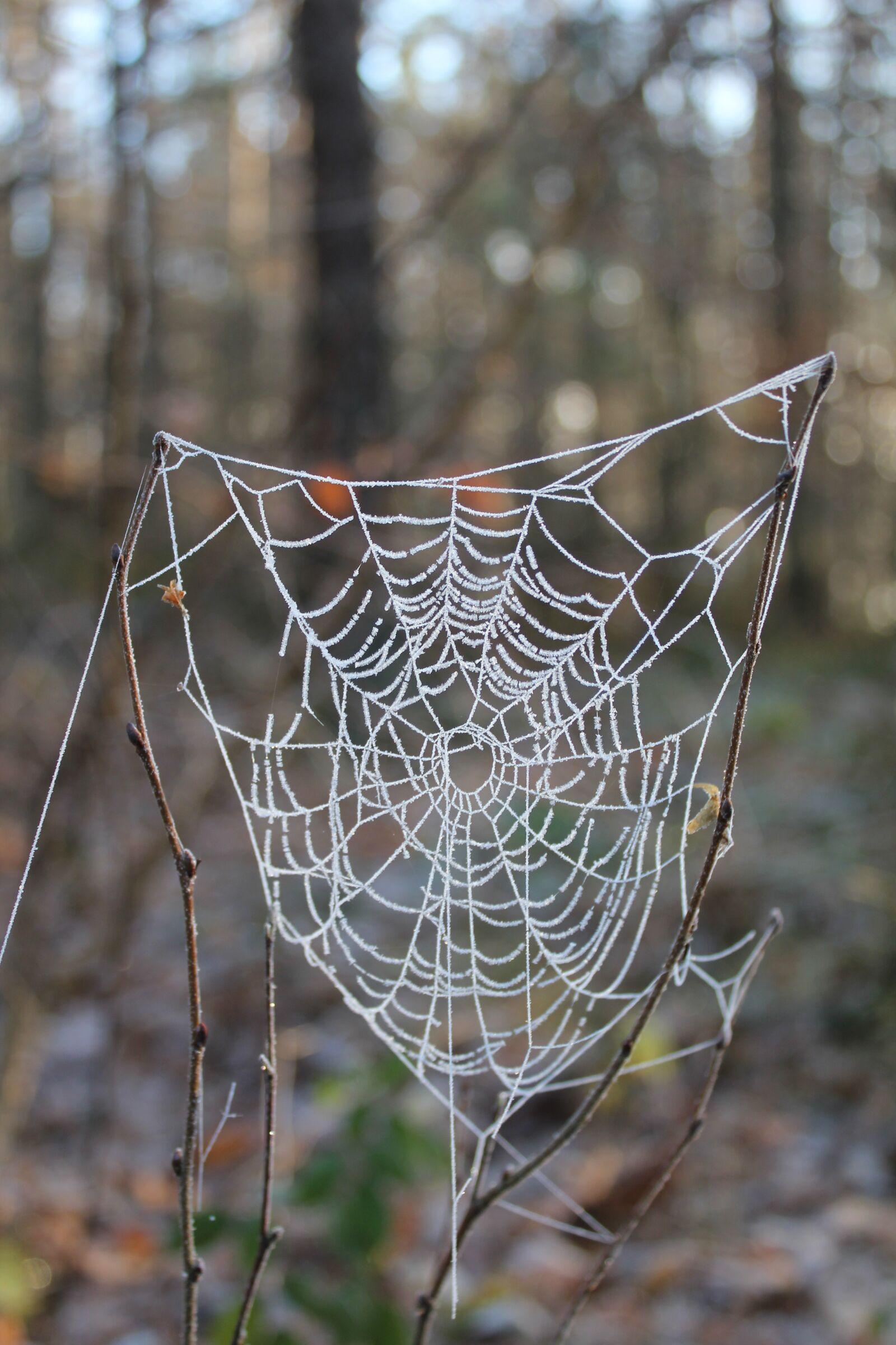 Canon EOS 550D (EOS Rebel T2i / EOS Kiss X4) sample photo. Cobweb, gefrohren, winter photography