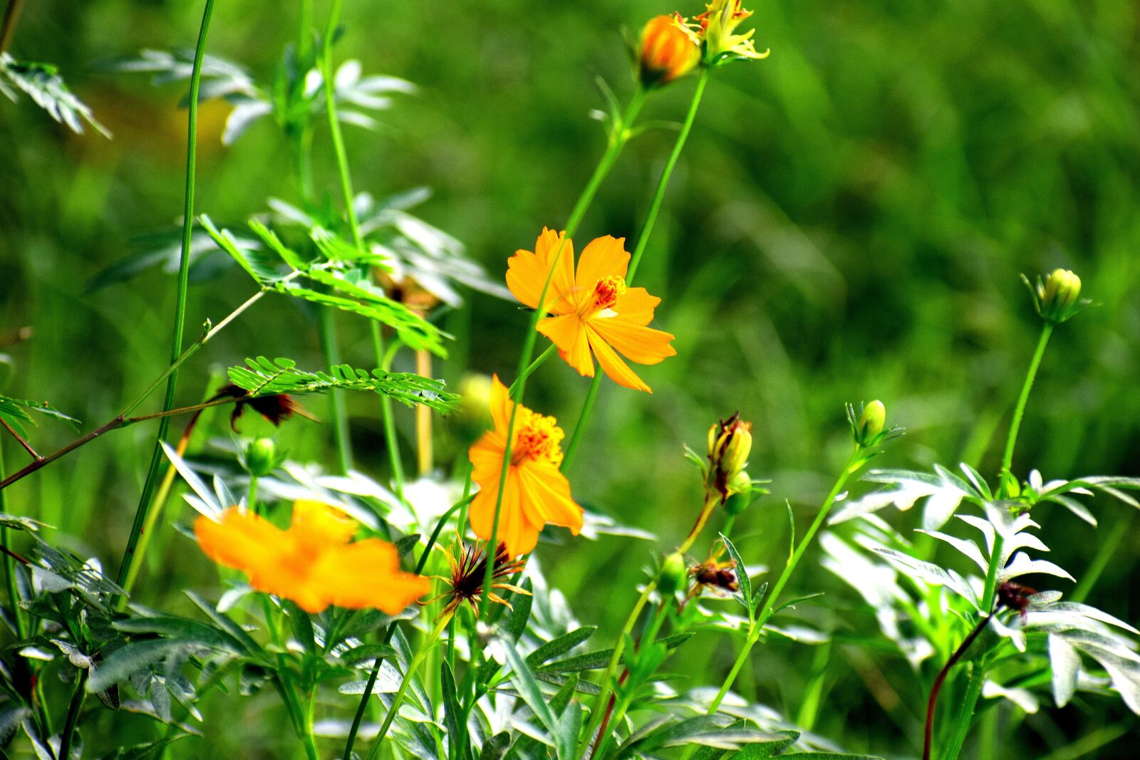 Nikon D3300 sample photo. Flowers, yellow, nature photography