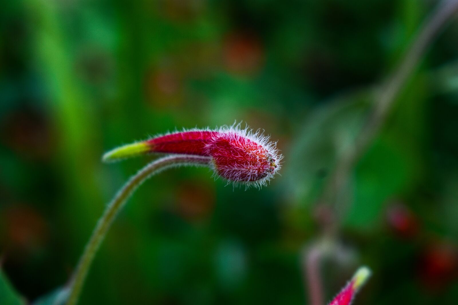 Nikon D3400 sample photo. Wild flower, nature, wild photography