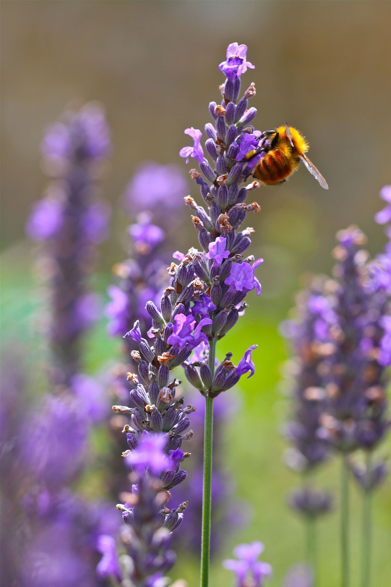 Canon EOS 50D sample photo. Bee, spring, honey photography