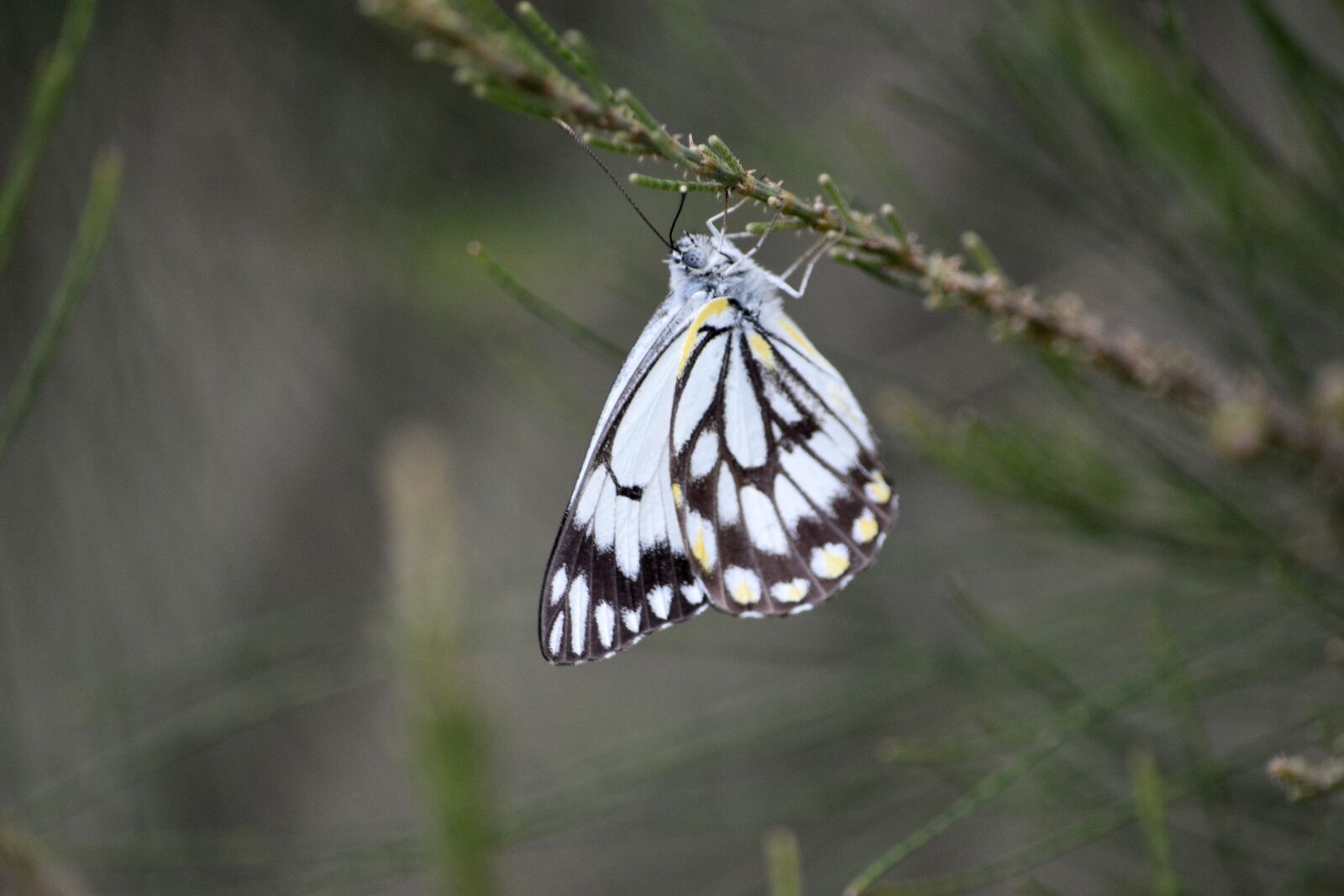 Nikon D5600 sample photo. Butterfly, insect, nature photography